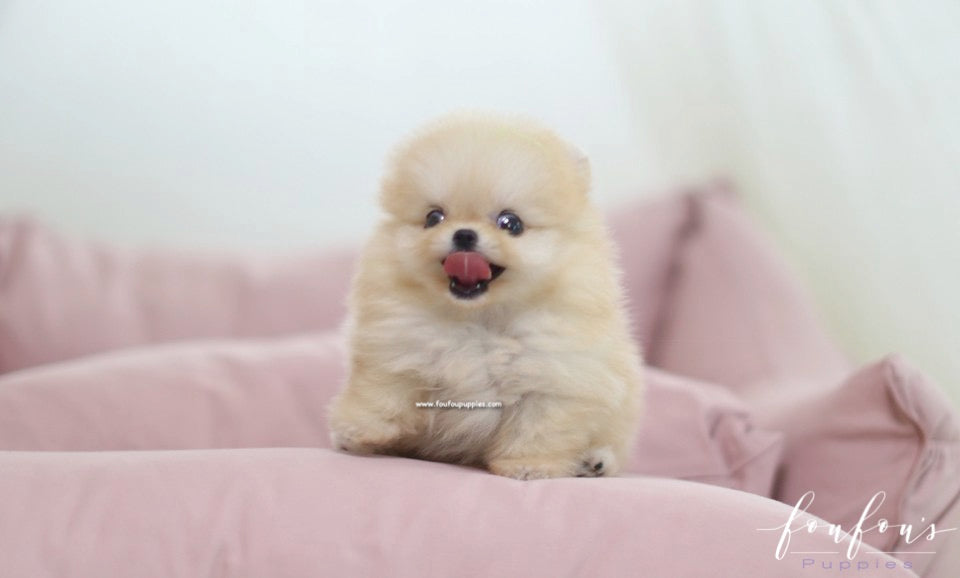 Creme Caramel - Pomeranian M.