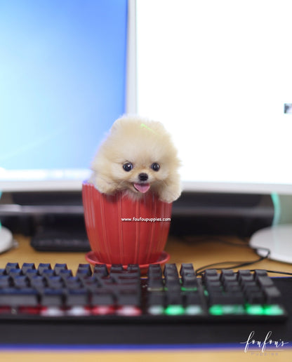 Creme Caramel - Pomeranian M.