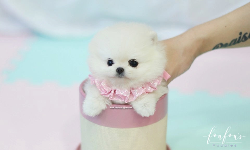 Jolie - Pomeranian F.