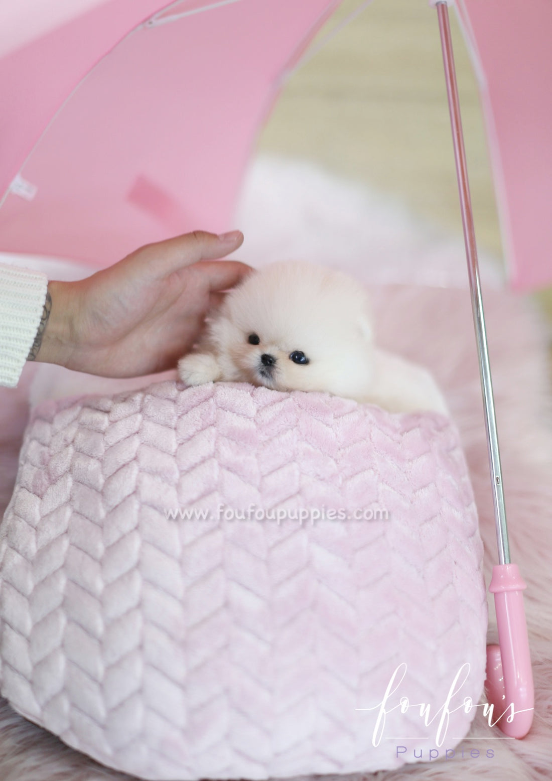 Dior - Pomeranian F.