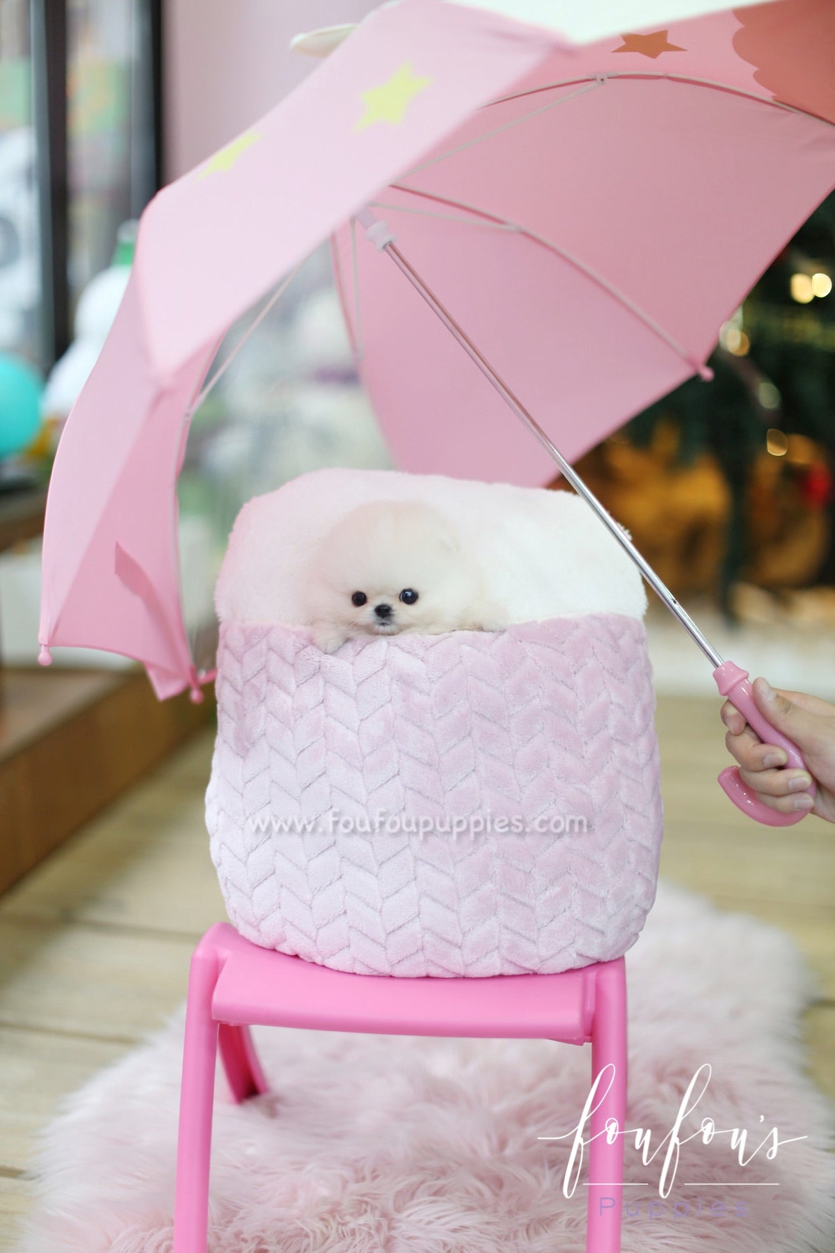 Dior - Pomeranian F.