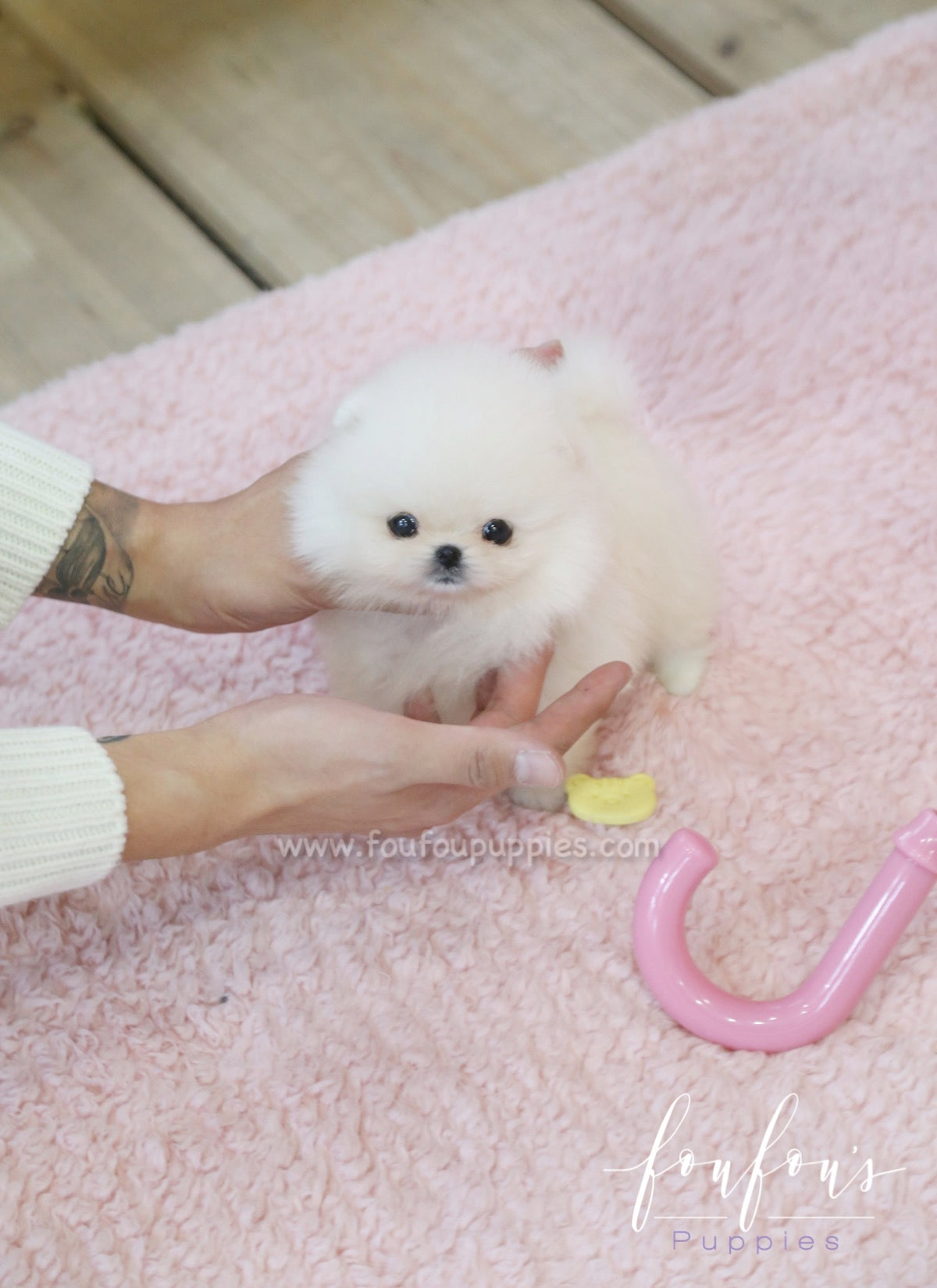 Dior - Pomeranian F.