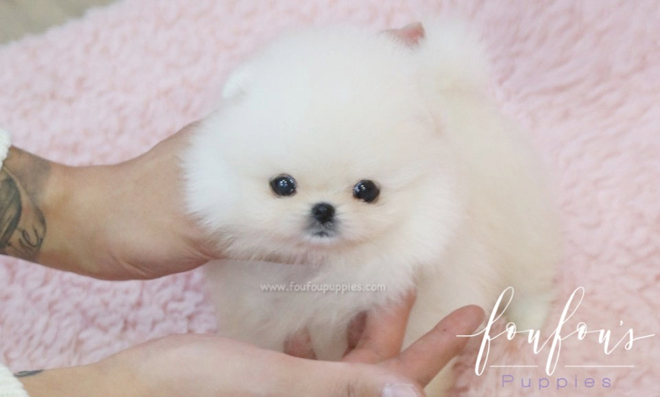 Dior - Pomeranian F.