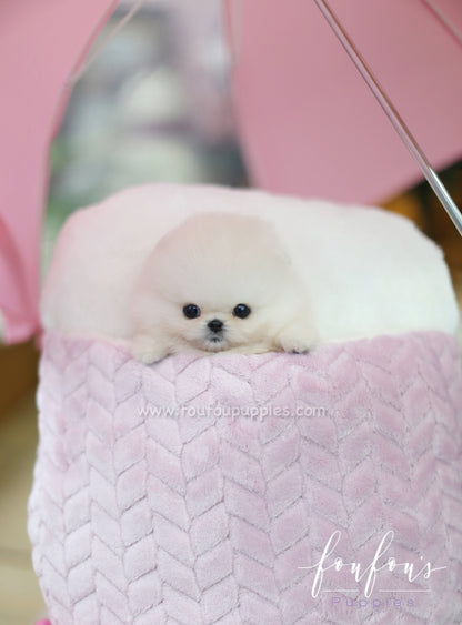 Dior - Pomeranian F.