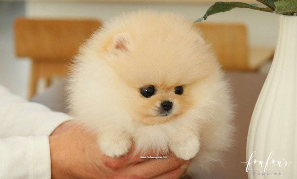 Miele - Pomeranian F.