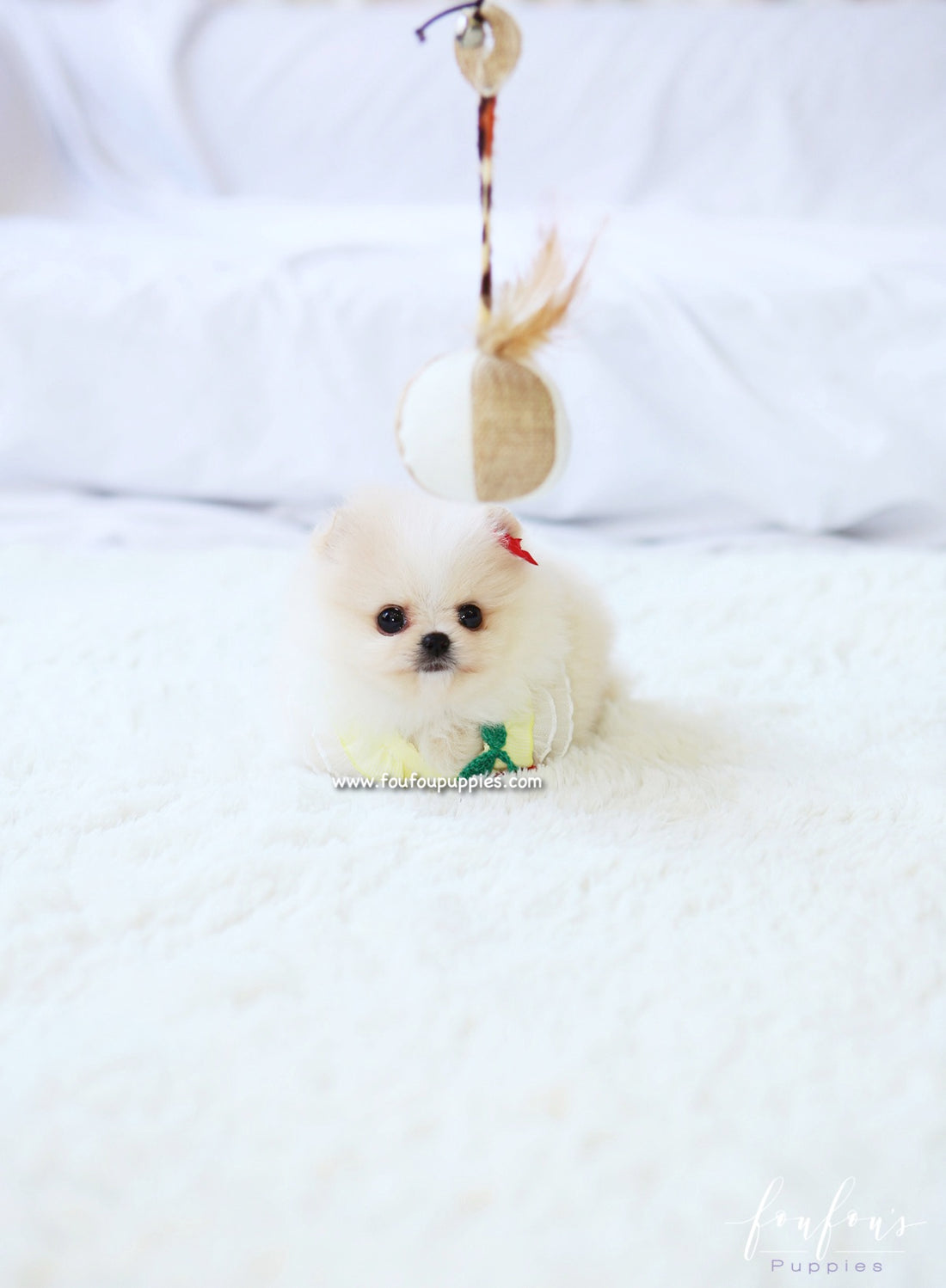 Miko - Pomeranian M.