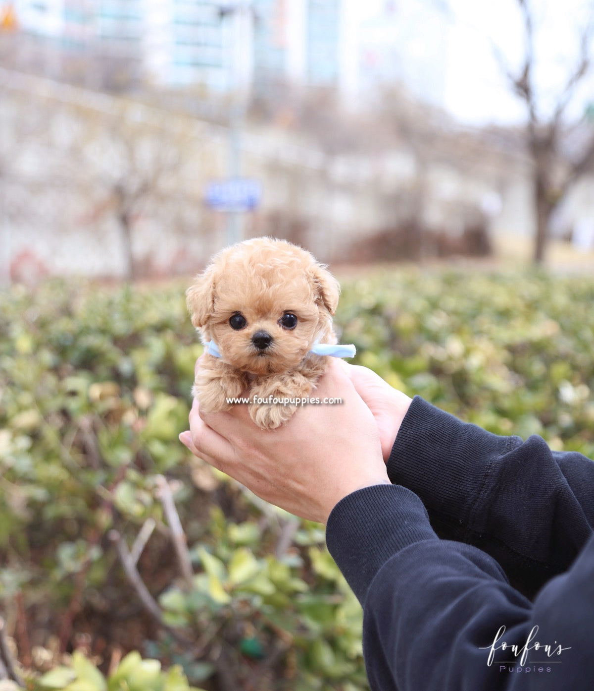 Meeko - Poodle M.