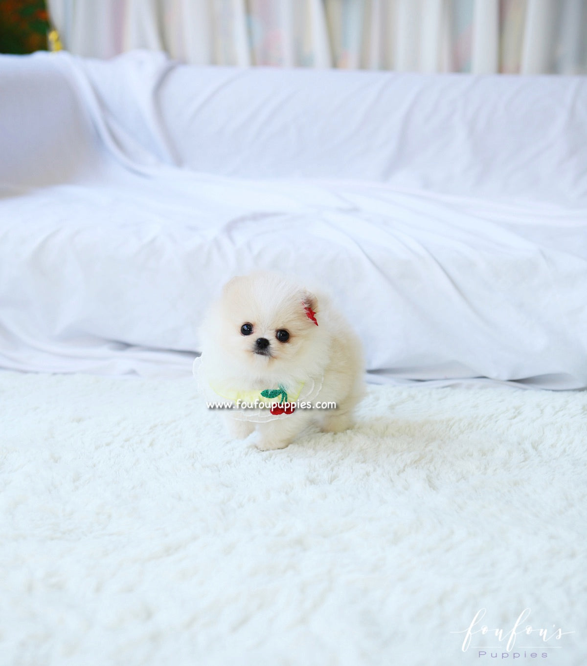 Miko - Pomeranian M.