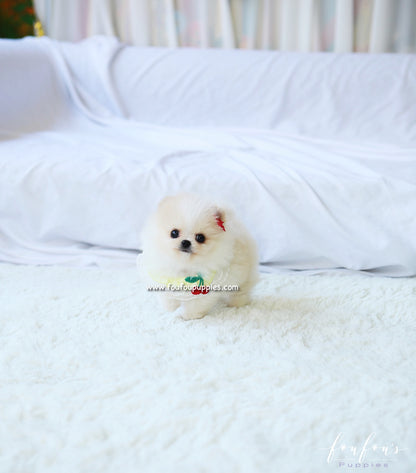 Miko - Pomeranian M.