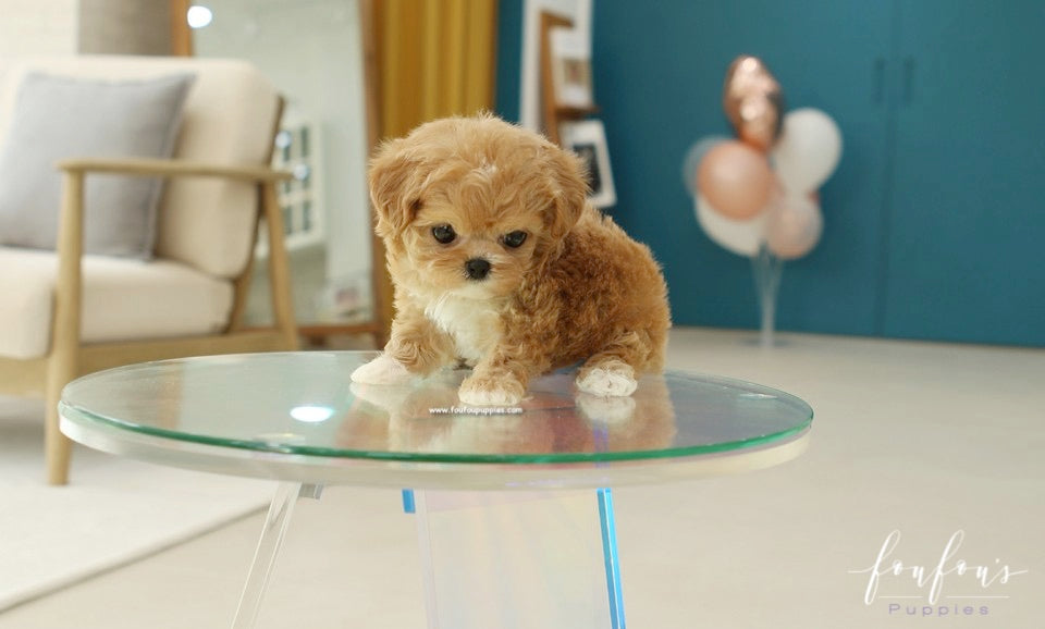 Miliani - Maltipoo F.