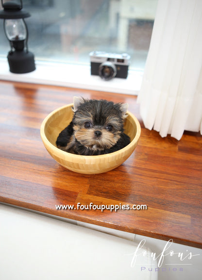 Sushi - Yorkshire Terrier M.