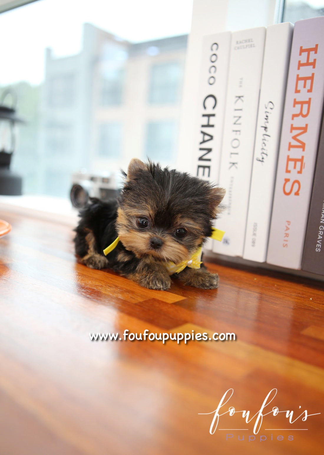 Sushi - Yorkshire Terrier M.
