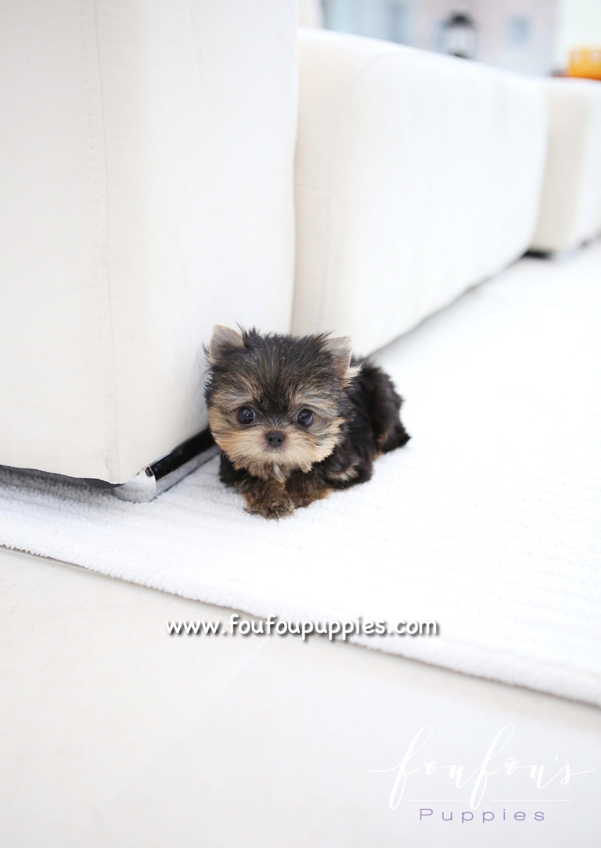 Sushi - Yorkshire Terrier M.