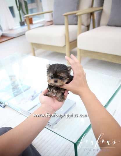 Sushi - Yorkshire Terrier M.