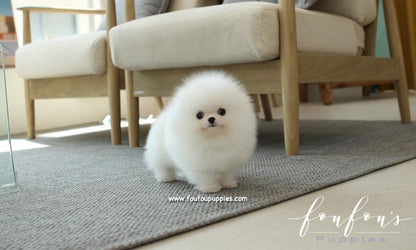 Minnie - Pomeranian F.