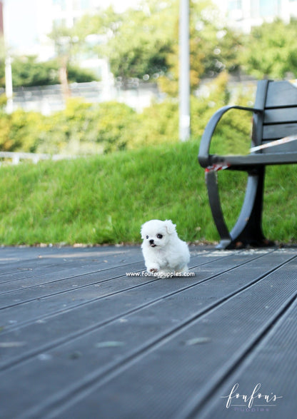 Minnie - Maltese F.