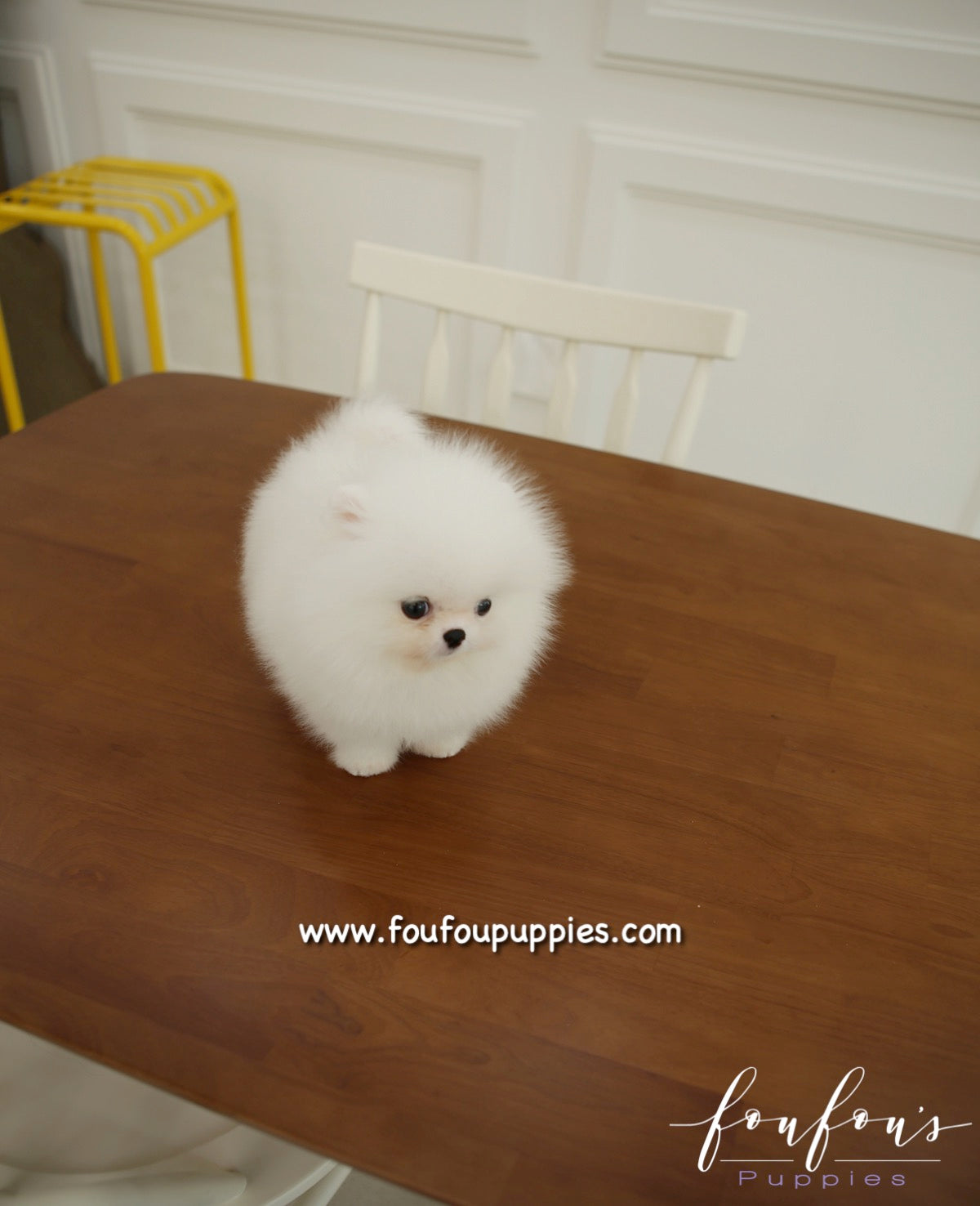 Minnie - Pomeranian F.