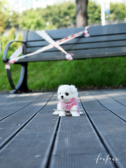 Minnie - Maltese F.