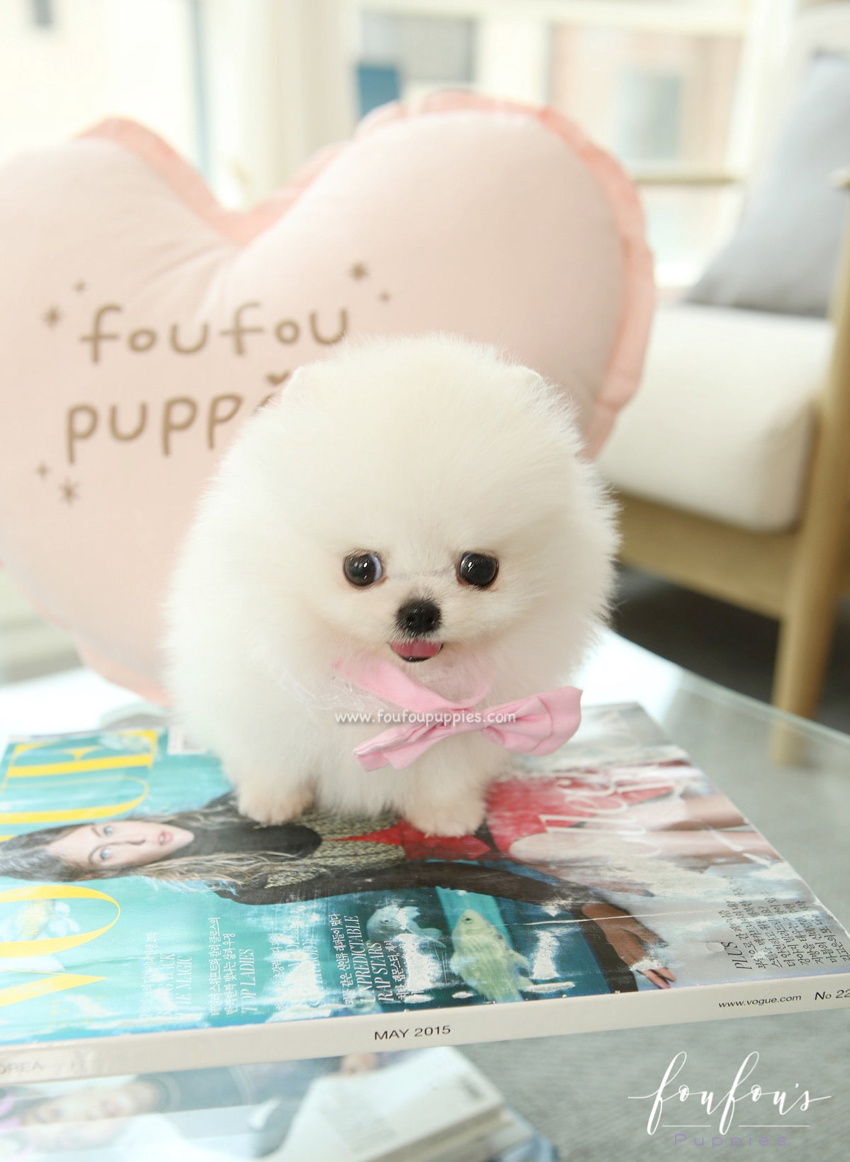 Marilou - Pomeranian F.