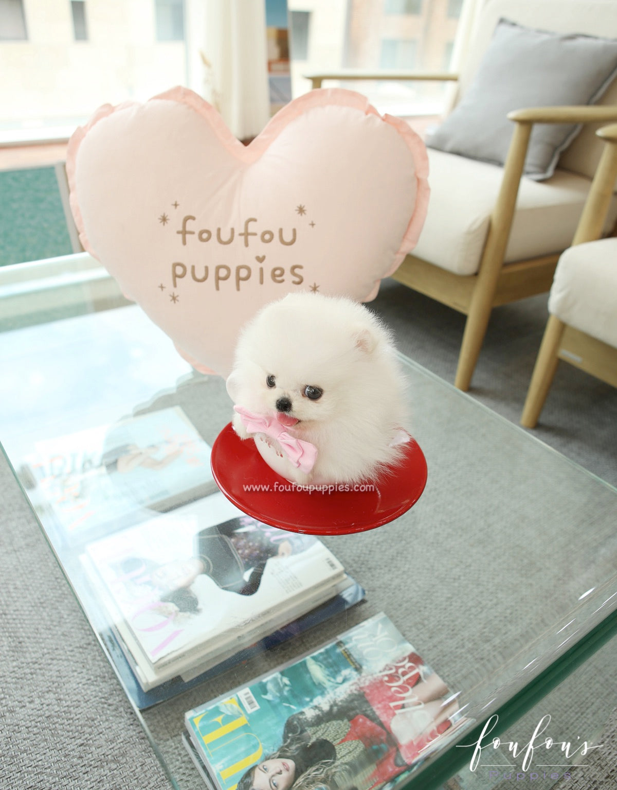 Marilou - Pomeranian F.