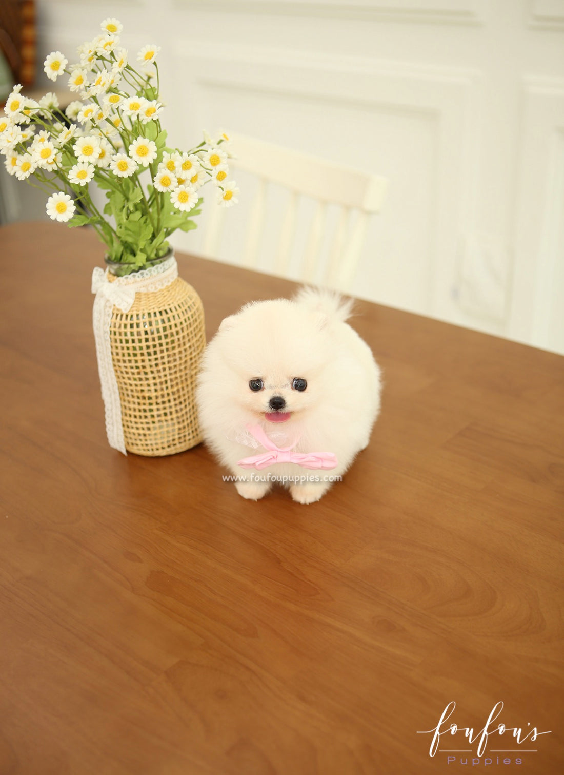 Marilou - Pomeranian F.