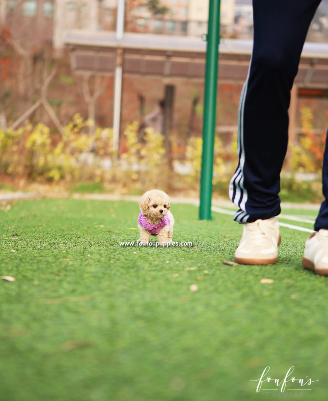 Mitzi - Maltipoo F.