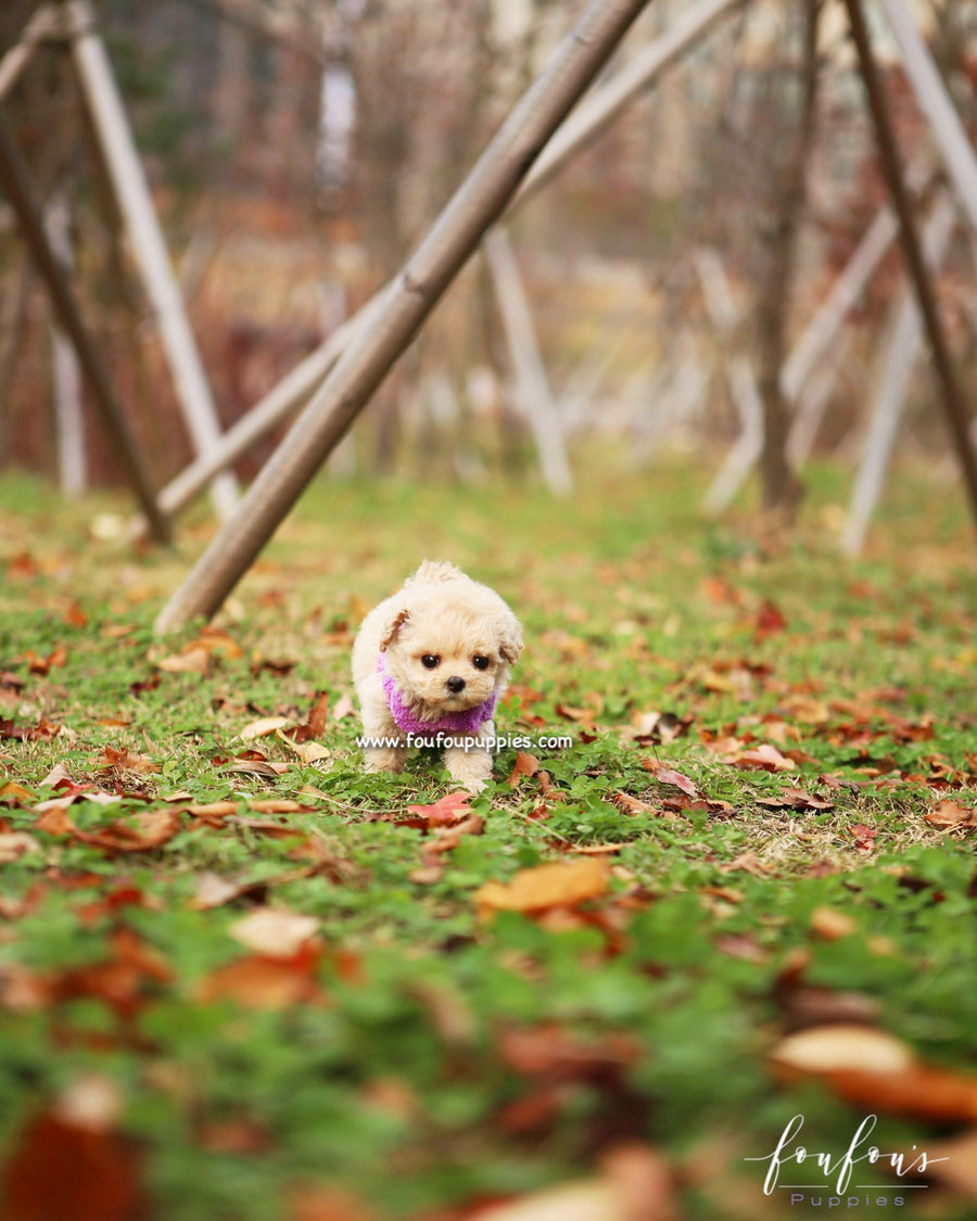 Mitzi - Maltipoo F.