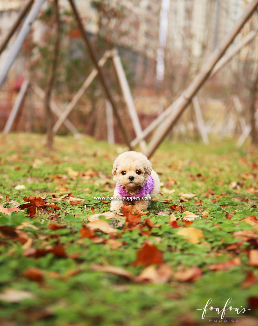 Mitzi - Maltipoo F.