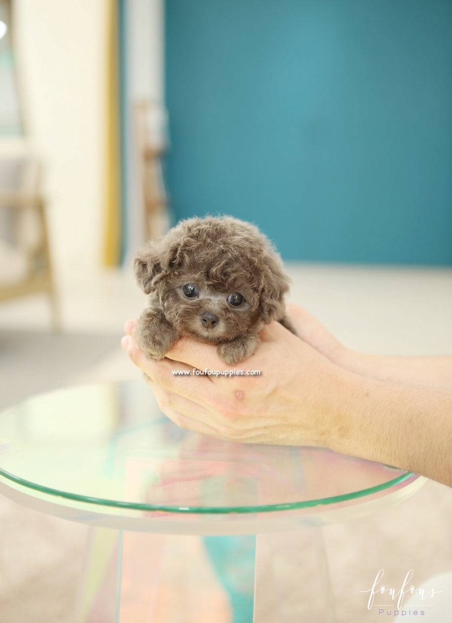Moka - Poodle F.