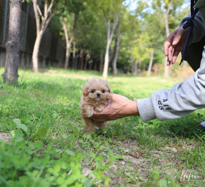 Roku - Maltipoo M.