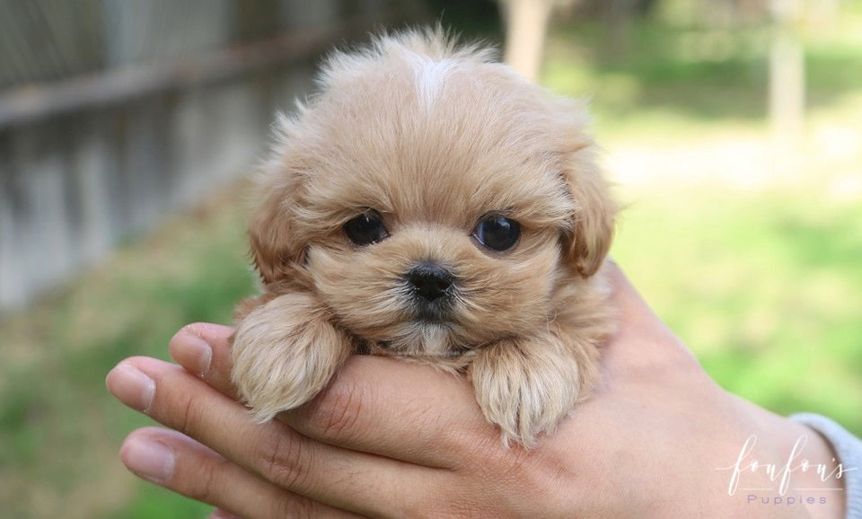 Roku - Maltipoo M.