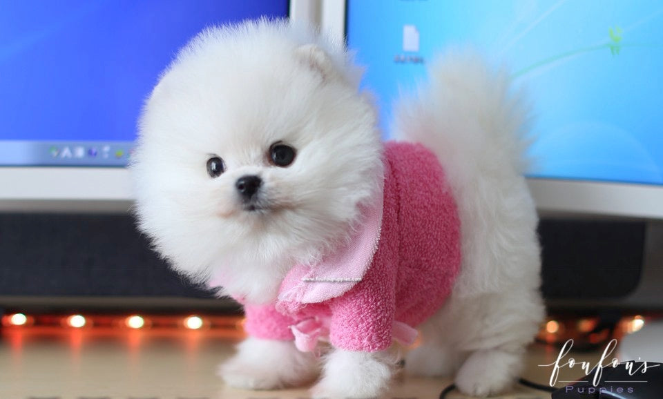 Adele - Pomeranian F.