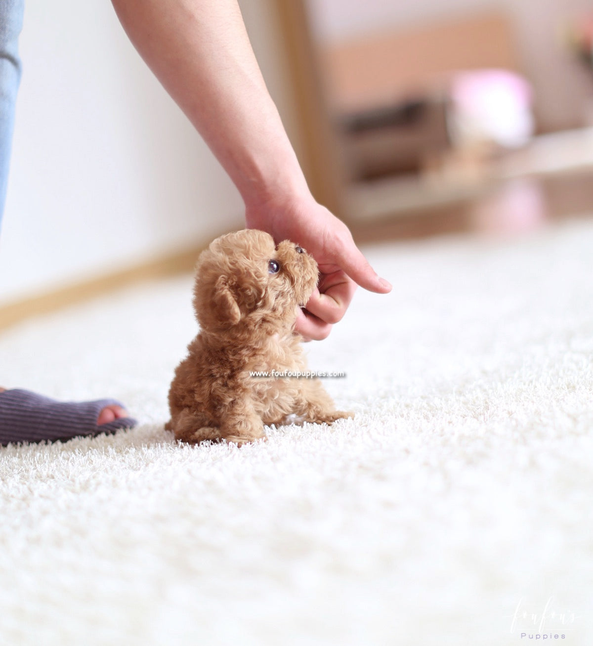 Lilly - Maltipoo F.