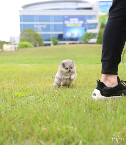 Izzy - Pomeranian F.