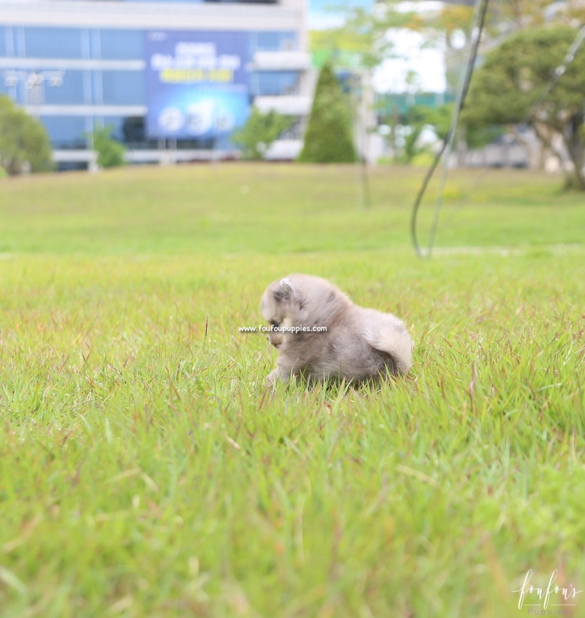 Izzy - Pomeranian F.