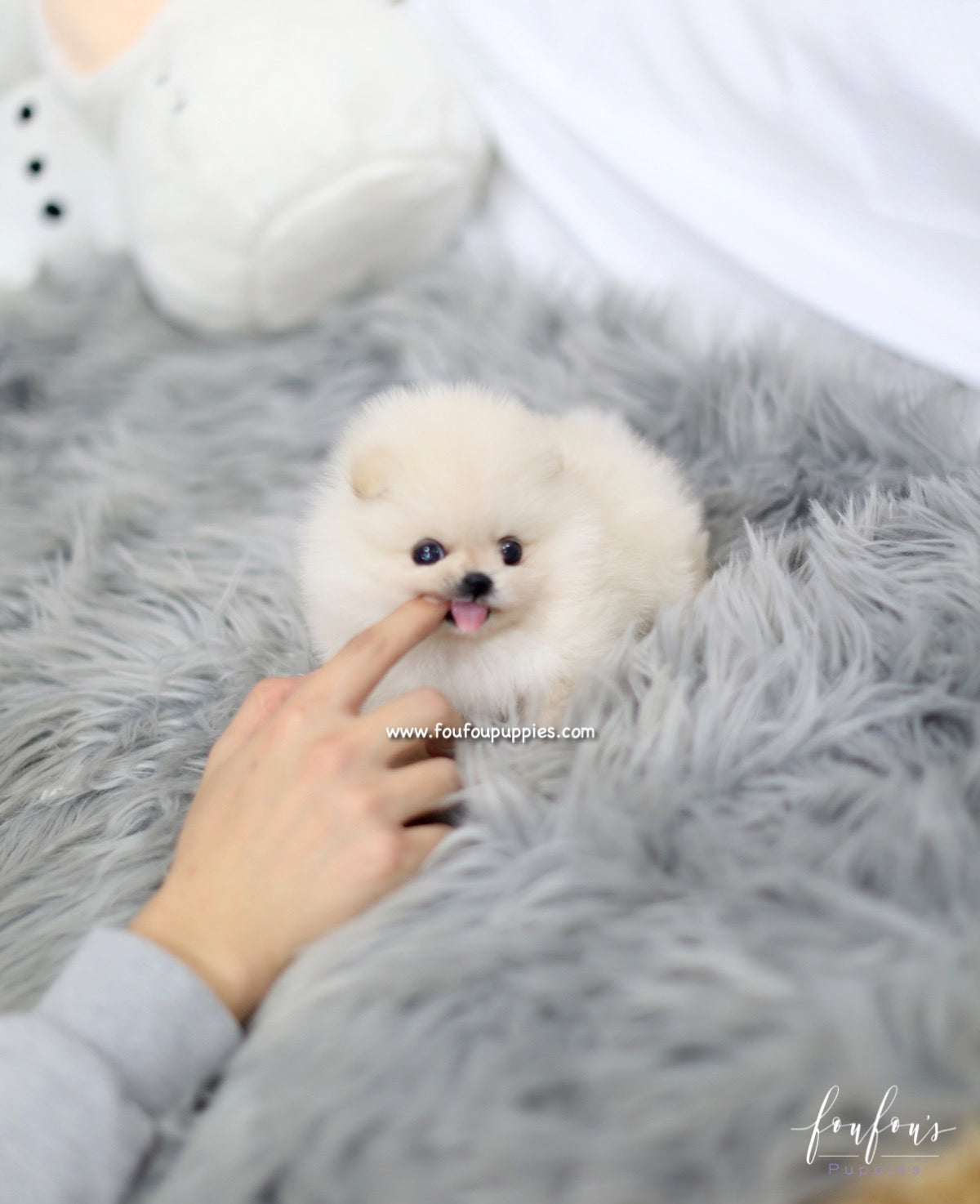 Nala - Pomeranian F.