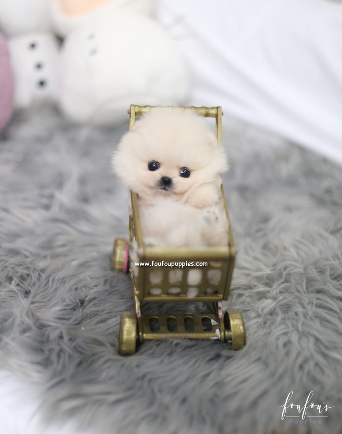 Nala - Pomeranian F.