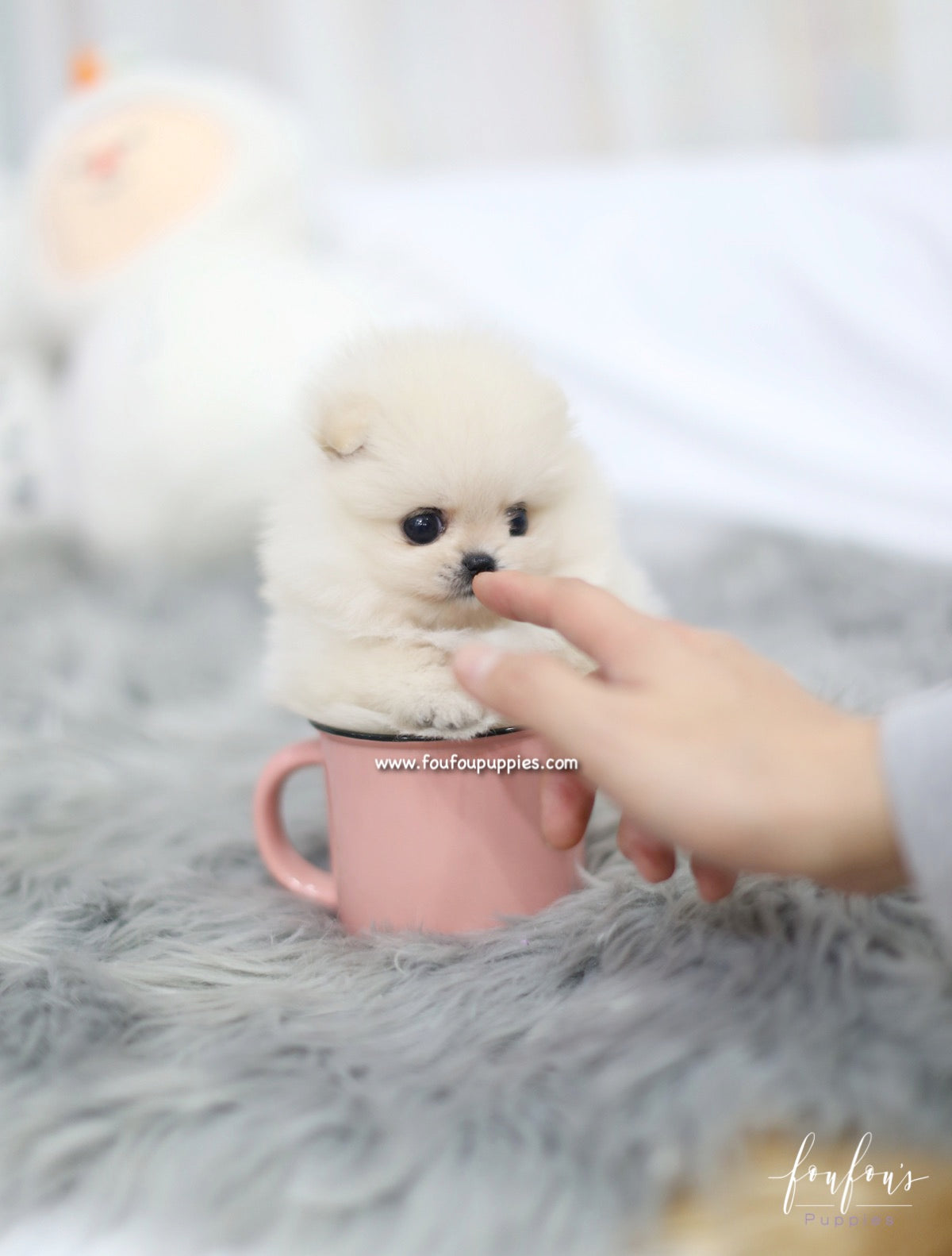 Nala - Pomeranian F.