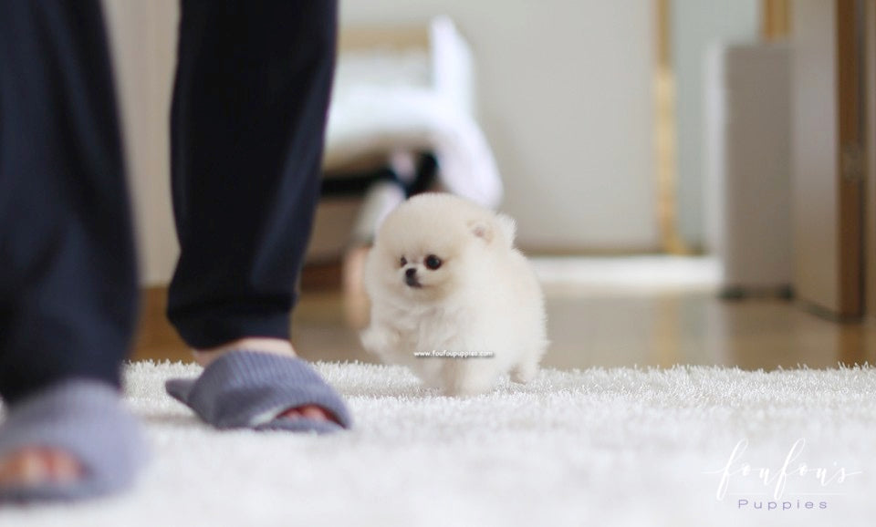 Lola - Pomeranian F.