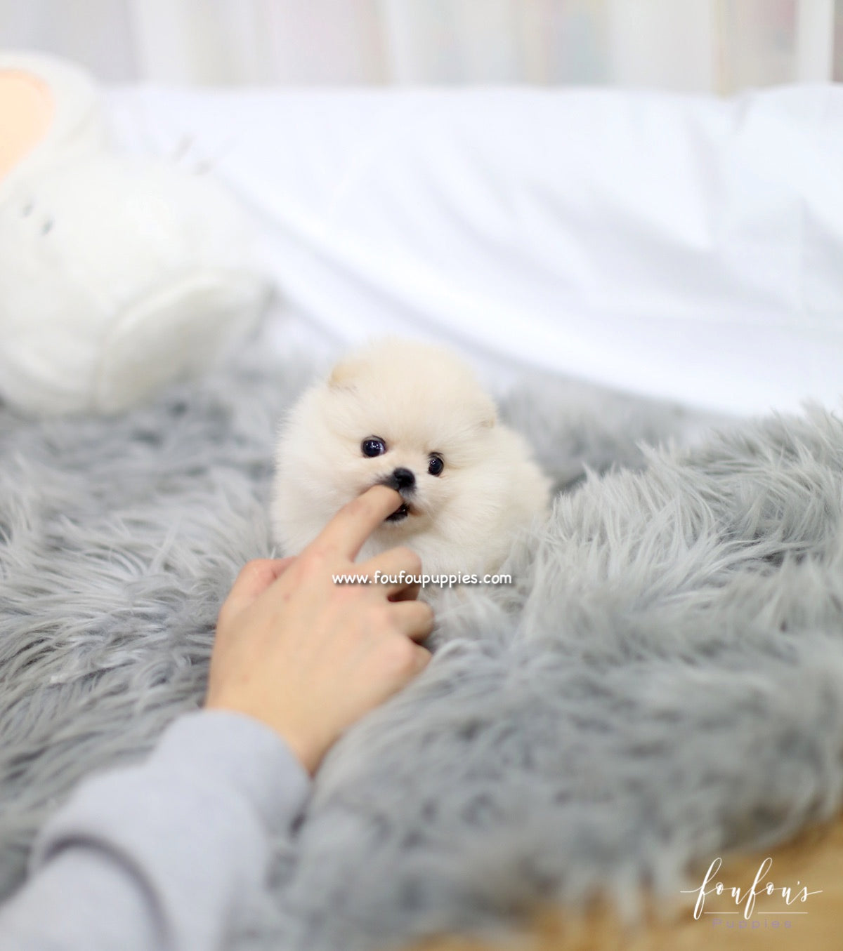 Nala - Pomeranian F.