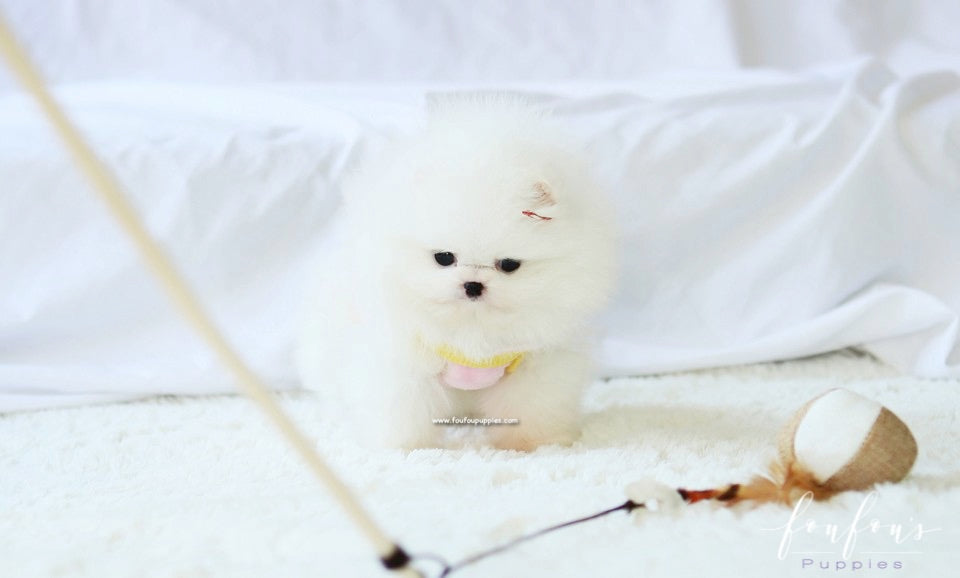 Twinkle - Pomeranian F.