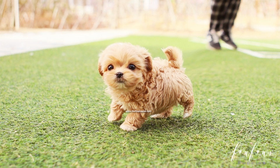 Nelly - Maltipoo F.