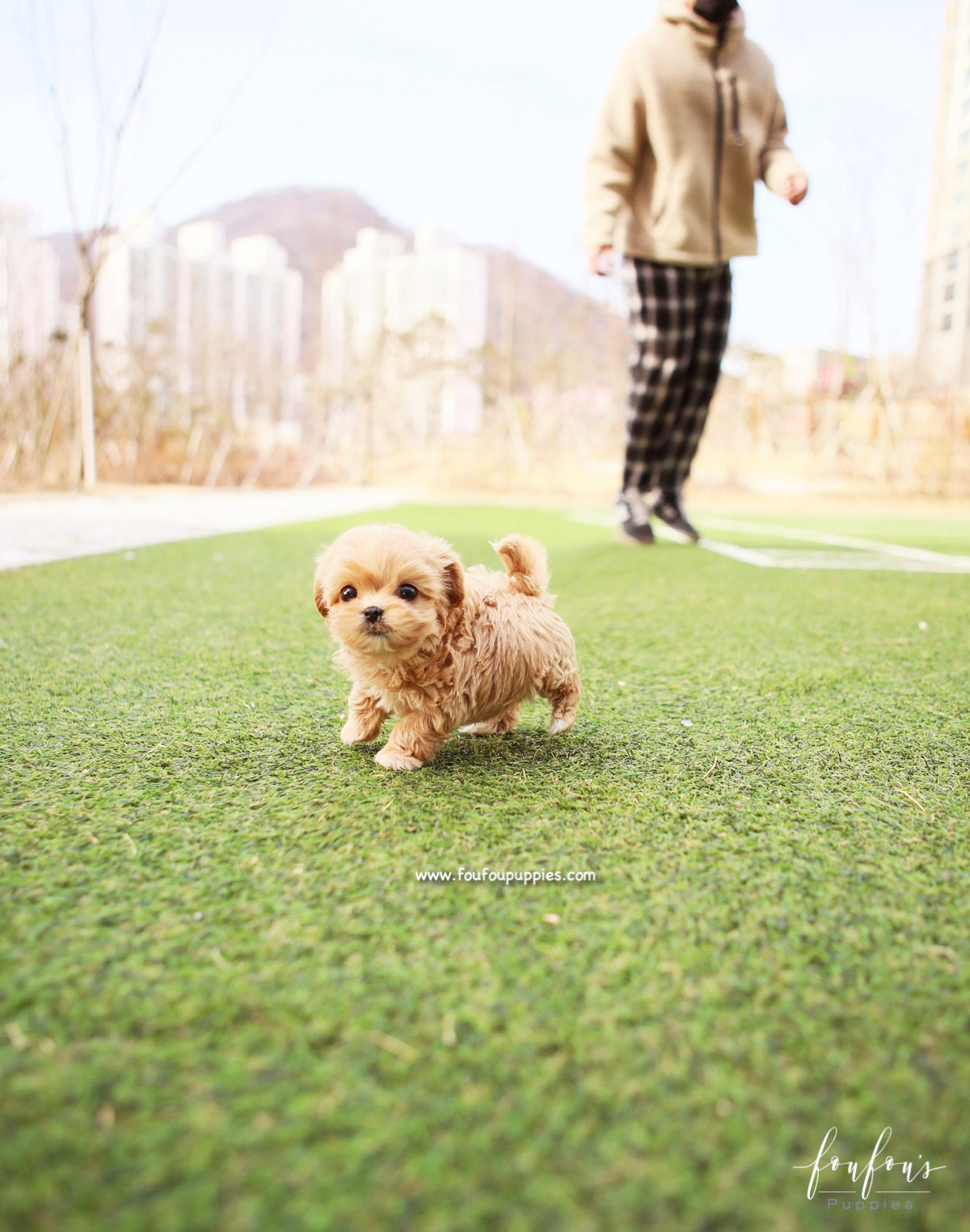 Nelly - Maltipoo F.