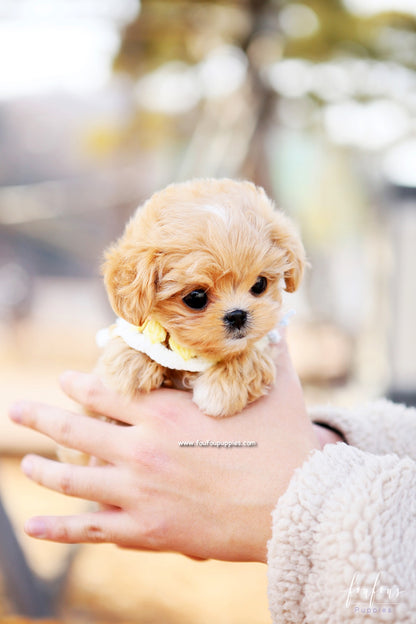 Nelly - Maltipoo F.