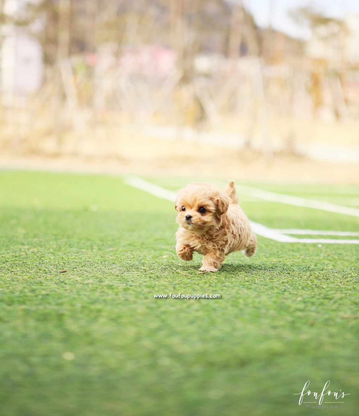 Nelly - Maltipoo F.