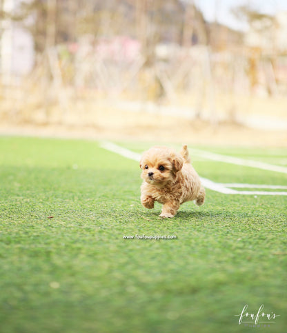 Nelly - Maltipoo F.