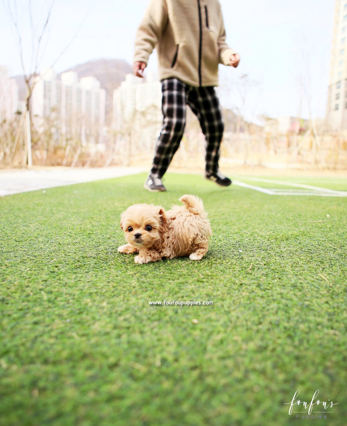 Nelly - Maltipoo F.