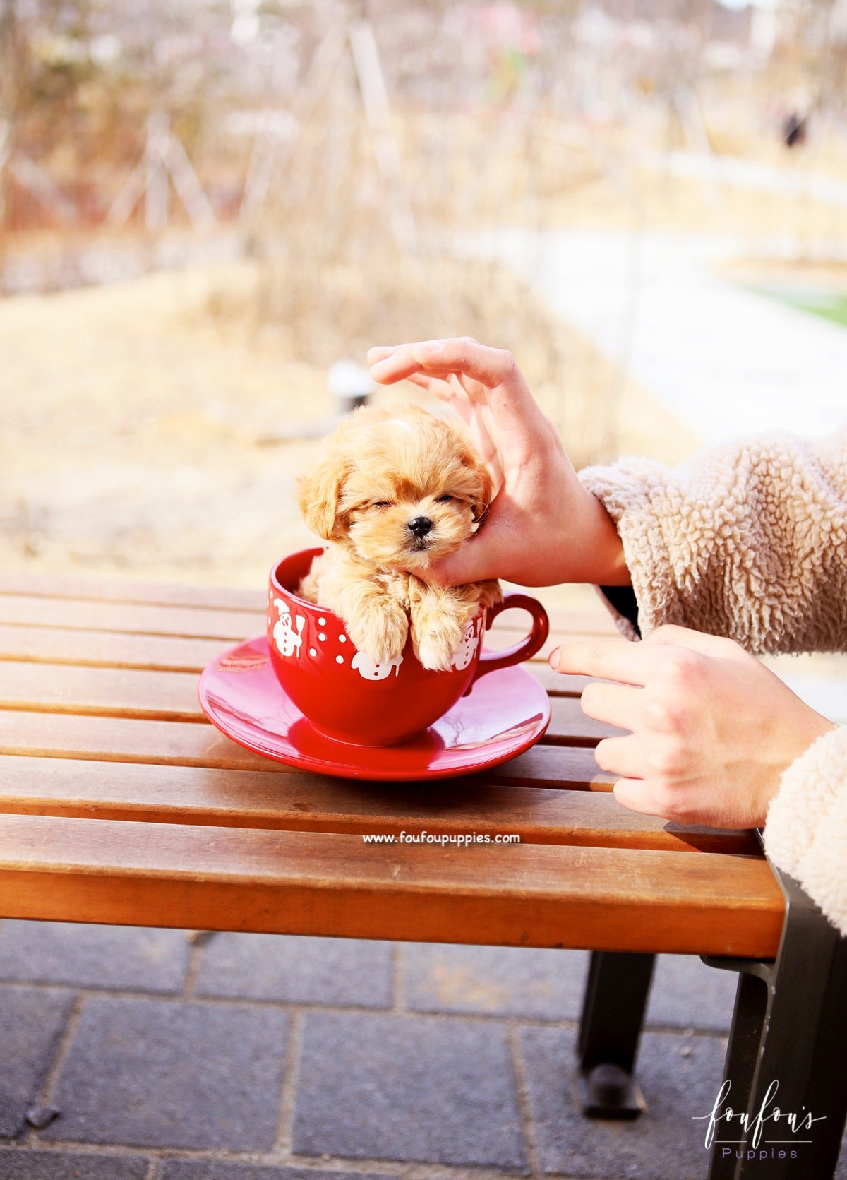 Nelly - Maltipoo F.