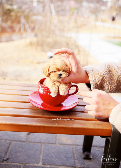 Nelly - Maltipoo F.