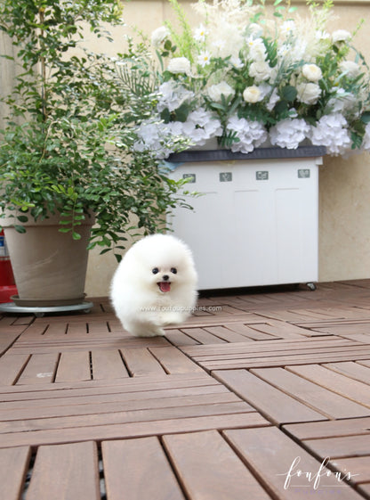 Nemo - Pomeranian M.